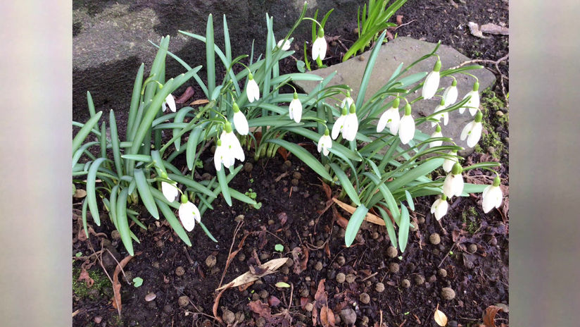 Snowdrop Forest Meditation